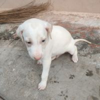 Indian Bull Terrier Puppies for sale in Theni, Tamil Nadu, India. price: 24500 INR