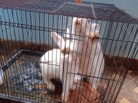 Indian Hare Rabbits for sale in Anantapur, Andhra Pradesh, India. price: 1509 INR