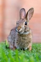Indian Hare Rabbits for sale in Wanowrie, Pune, Maharashtra, India. price: NA