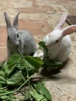 Indian Hare Rabbits for sale in Bharathiyar St, Padur, Tamil Nadu 603103, India. price: 500 INR