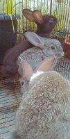Indian Hare Rabbits for sale in Kaloor, Kochi, Kerala, India. price: 2000 INR
