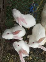 Indian Hare Rabbits Photos