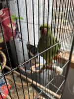 Indian Ringneck Birds for sale in Eatonville, WA 98328, USA. price: NA
