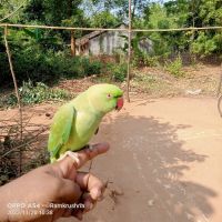 Indian Ringneck Birds Photos