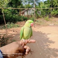 Indian Ringneck Birds Photos