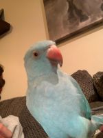 Indian Ringneck Birds for sale in Carpentersville, IL, USA. price: NA