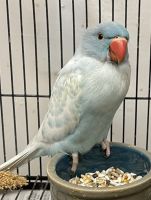 Indian Ringneck Birds for sale in San Diego, CA, USA. price: NA
