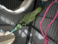 Indian Ringneck Birds for sale in Oxford, OH 45056, USA. price: NA