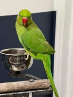 Indian Ringneck Birds for sale in Bledsoe County, TN, USA. price: NA