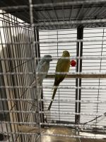 Indian Ringneck Birds for sale in Lathrop, CA, USA. price: NA