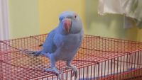 Indian Ringneck Birds for sale in Houston, TX 77089, USA. price: $1,000
