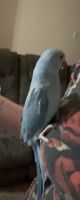 Indian Ringneck Birds for sale in West Des Moines, IA, USA. price: $850