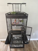 Indian Ringneck Birds for sale in Troy, MI, USA. price: $900