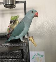 Indian Ringneck Birds for sale in Glendale, AZ, USA. price: $700