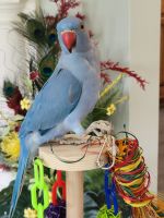 Indian Ringneck Birds for sale in Ocean Springs, MS 39564, USA. price: $1,000