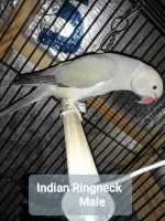 Indian Ringneck Birds for sale in Poinciana, FL, USA. price: $475