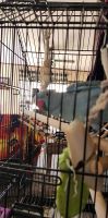 Indian Ringneck Birds for sale in Dunnville, KY 42528, USA. price: $700