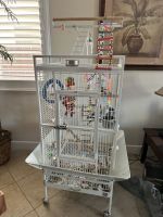 Indian Ringneck Birds for sale in Manteca, CA, USA. price: $1,100
