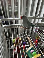 Indian Ringneck Birds for sale in Manteca, CA, USA. price: $1,000