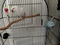 Indian Ringneck Birds for sale in Paramount, California. price: $1,000