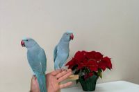 Indian Ringneck Birds for sale in Great Falls, Virginia. price: $500