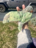 Indian Ringneck Birds for sale in Gainesville, VA 20155, USA. price: NA