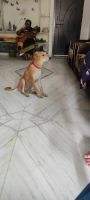 Indian Spitz Puppies for sale in Peerzadiguda, Hyderabad, Telangana, India. price: NA