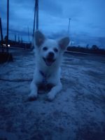 Indian Spitz Puppies for sale in Silchar, Assam, India. price: 6000 INR