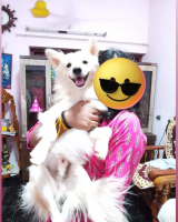 Indian Spitz Puppies for sale in Chemmaruthy, Kerala, India. price: 3000 INR
