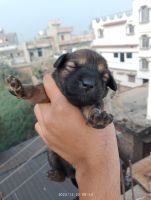 Indian Spitz Puppies for sale in 17, Bihar Sharif Bypass Rd, Kakhra, Bihar 803118, India. price: 3999 INR