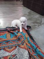 Indian Spitz Puppies for sale in Gaya, Bihar, India. price: 3,500 INR