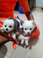 Indian Spitz Puppies for sale in Kakkanad, Kerala, India. price: 4,000 INR