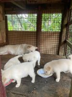 Indian Spitz Puppies for sale in Pallickathodu, Kerala 686503, India. price: 2,500 INR