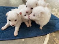 Indian Spitz Puppies Photos