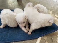 Indian Spitz Puppies Photos