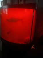 Iridescent shark Fishes for sale in Yonkers, NY 10701, USA. price: $300