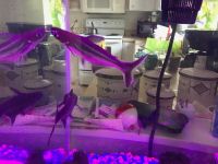 Iridescent shark Fishes for sale in Englewood, FL, USA. price: NA