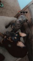 Irish Bull Terrier Puppies Photos