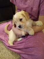 Irish Doodles Puppies for sale in Odon, IN 47562, USA. price: NA