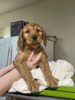 Irish Doodles Puppies for sale in Fayetteville, TN 37334, USA. price: NA