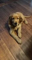 Irish Doodles Puppies for sale in Decatur, AL, USA. price: NA