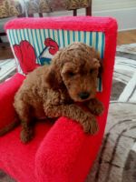 Irish Doodles Puppies for sale in Elizabeth City, NC 27909, USA. price: NA