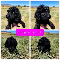 Irish Doodles Puppies for sale in Reno, NV, USA. price: NA