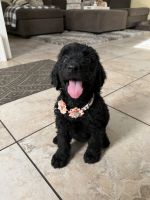 Irish Doodles Puppies for sale in Chino, CA 91710, USA. price: NA