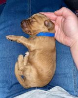 Irish Doodles Puppies for sale in Knoxville, TN, USA. price: NA