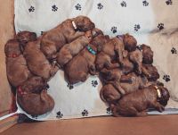 Irish Doodles Puppies for sale in Clearfield, UT, USA. price: NA