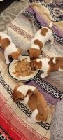 Irish Jack Russell Puppies for sale in Fall River, MA 02723, USA. price: NA