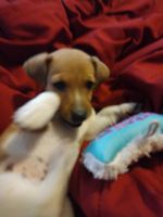 Irish Jack Russell Puppies for sale in Vienna Center, OH 44473, USA. price: NA