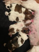 Irish Jack Russell Puppies for sale in Chiefland, FL 32626, USA. price: $1,200