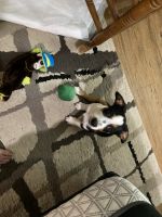 Irish Jack Russell Puppies for sale in Englewood, FL, USA. price: NA